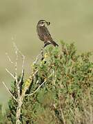 Bluethroat