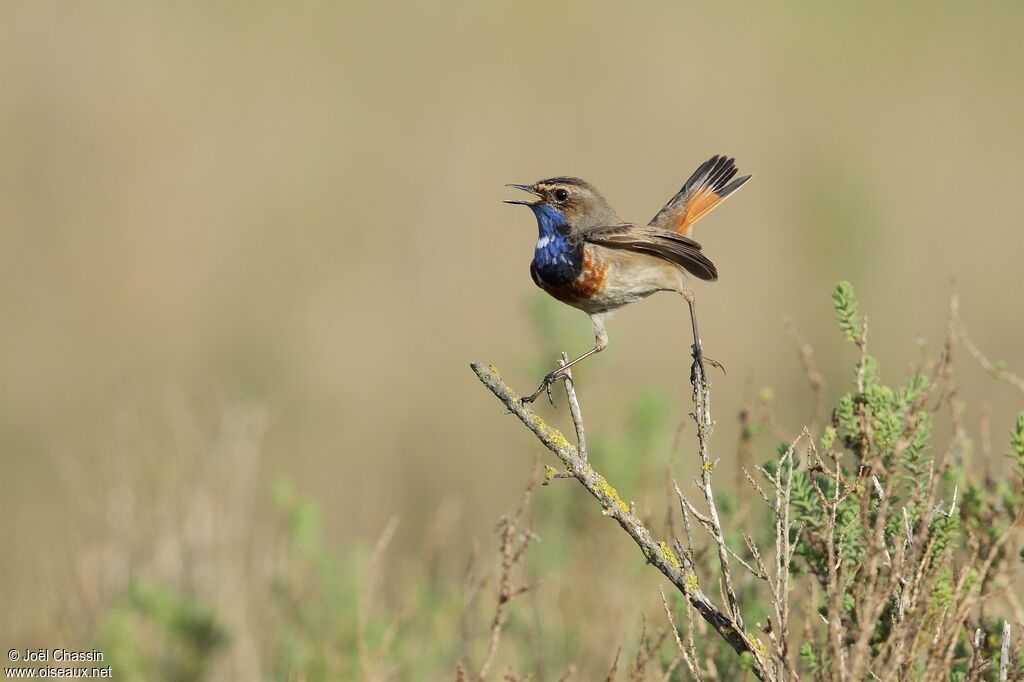 Bluethroat