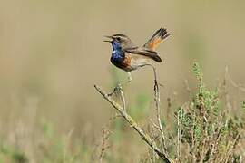 Bluethroat