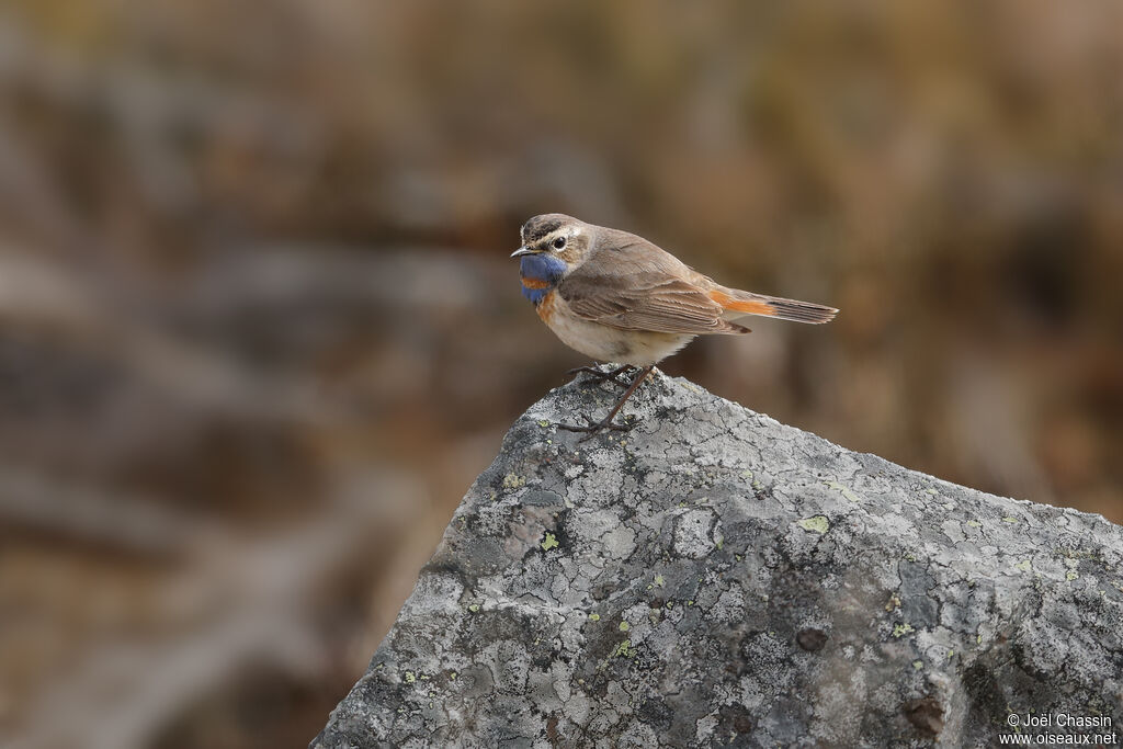 Bluethroat, identification