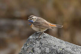 Bluethroat