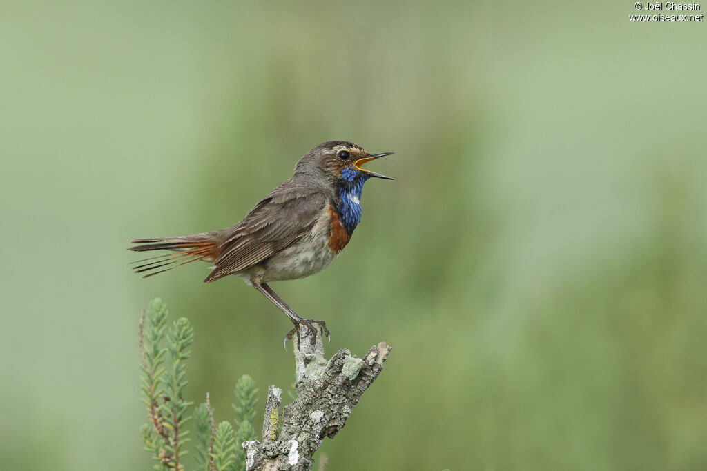 Gorgebleue à miroir mâle adulte nuptial, identification, chant