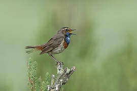 Bluethroat