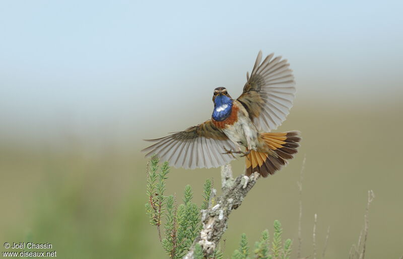 Bluethroat male adult breeding, Flight