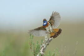 Bluethroat