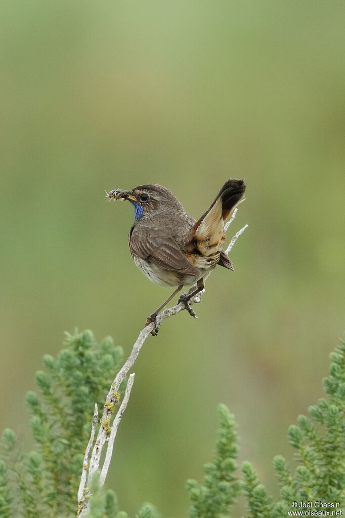 Bluethroatadult, identification, eats