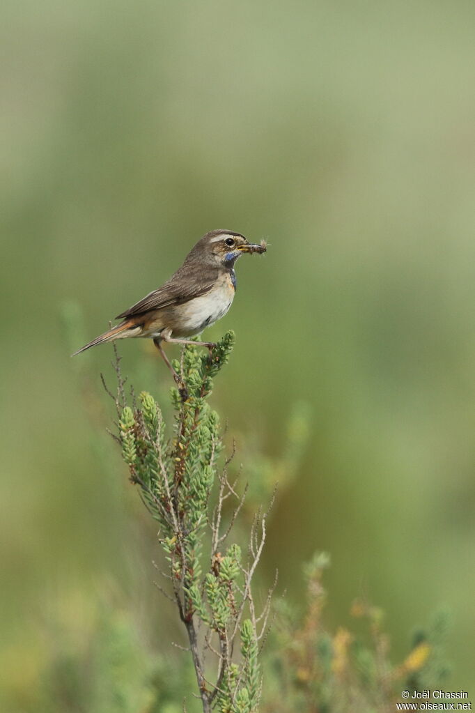 Bluethroat female