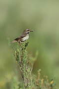 Bluethroat