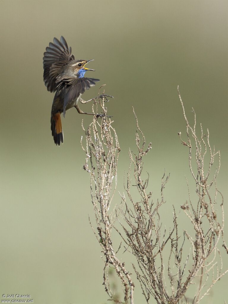 Bluethroat, identification