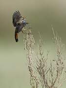 Bluethroat