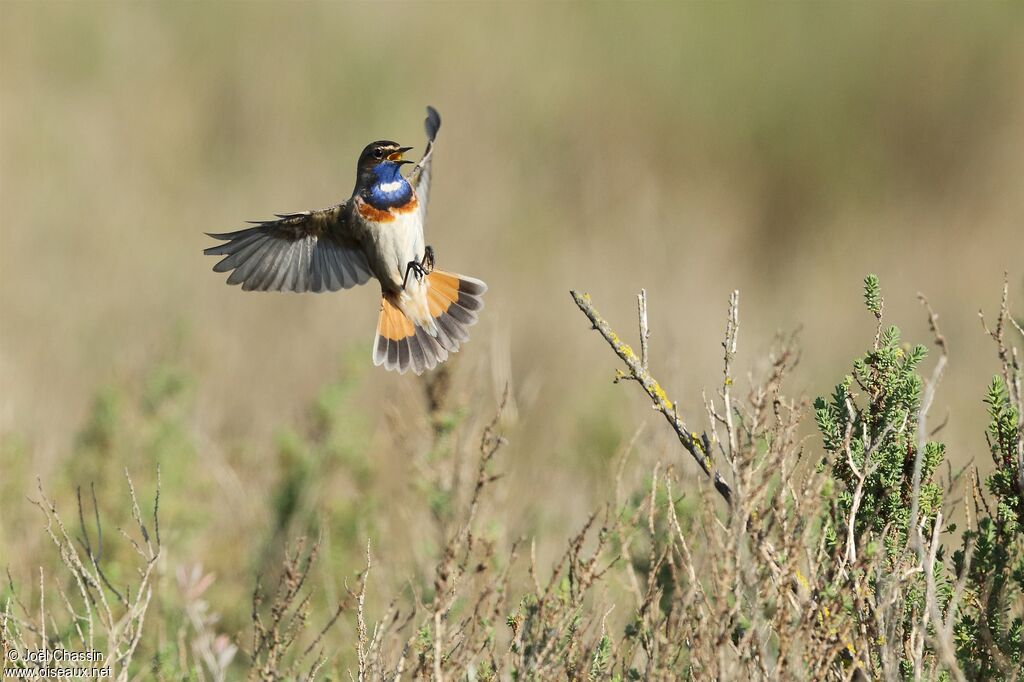 Bluethroat, Flight