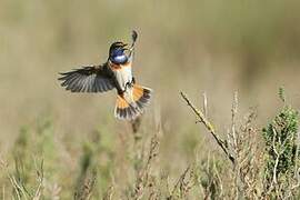 Bluethroat