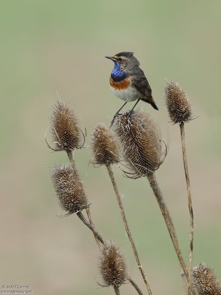 Bluethroat, identification