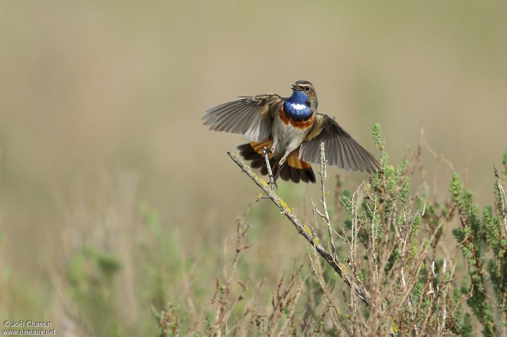 Bluethroat, identification