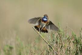 Bluethroat