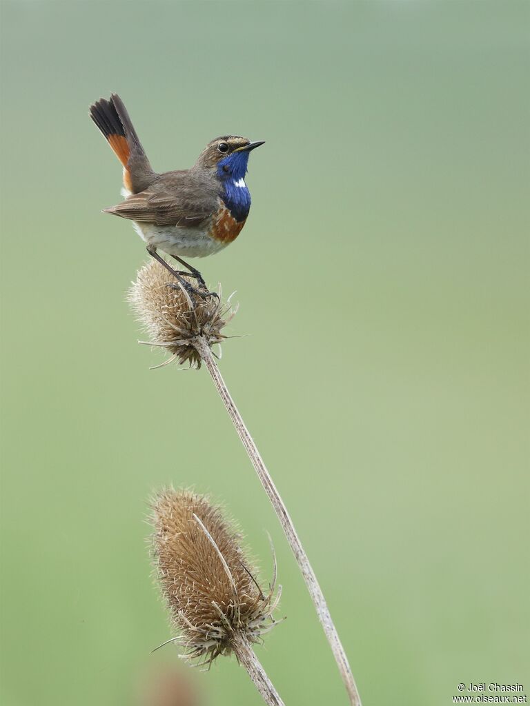 Bluethroat, identification