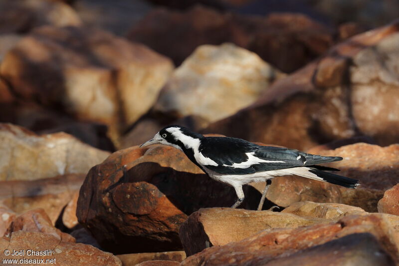 Magpie-lark, identification