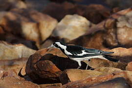 Magpie-lark