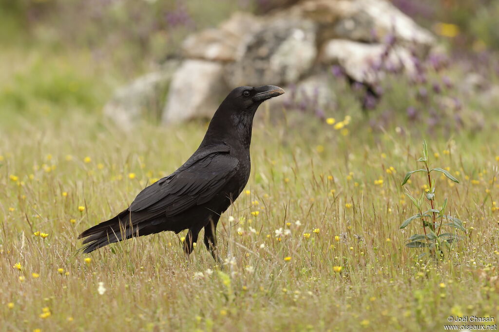 Grand Corbeau, identification, marche