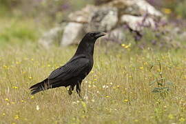 Northern Raven