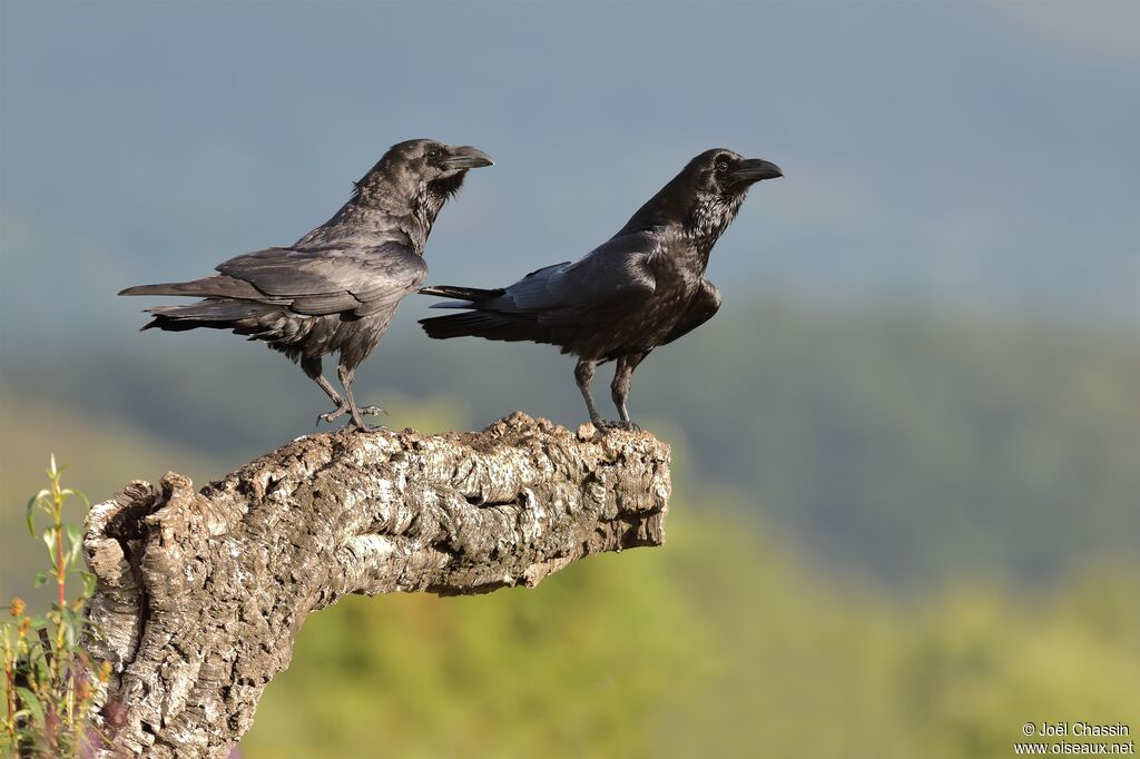 Northern Ravenadult, identification