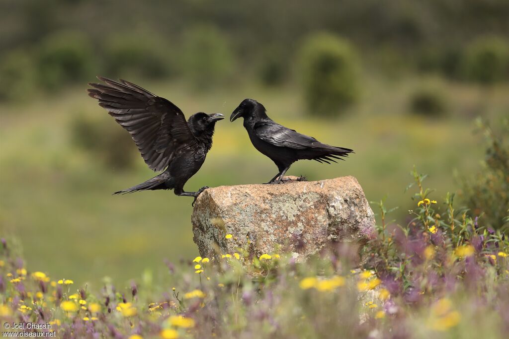 Northern Raven, identification