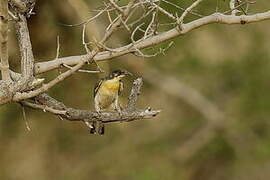 Greater Honeyguide