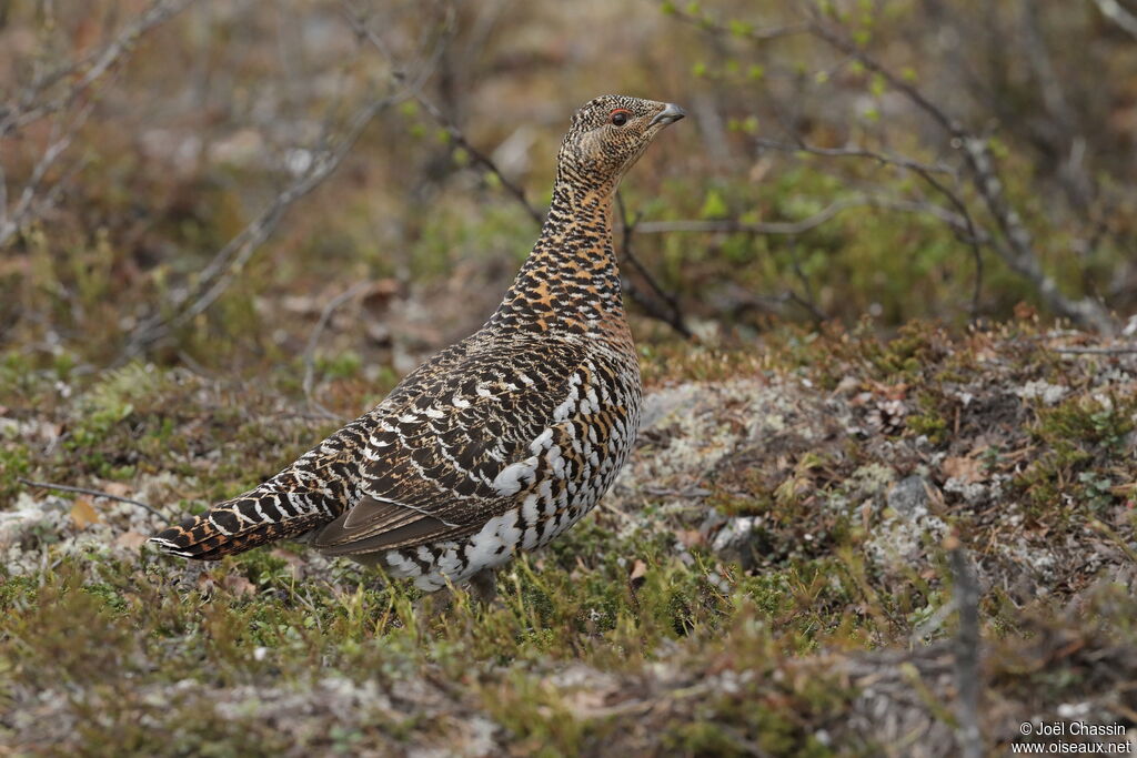 Western Capercaillie female