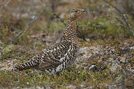 Western Capercaillie