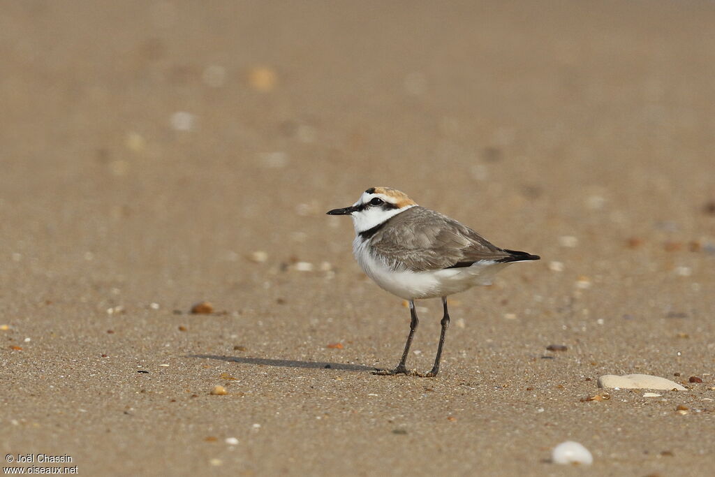 Kentish Plover male, identification, walking