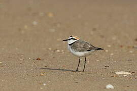 Kentish Plover