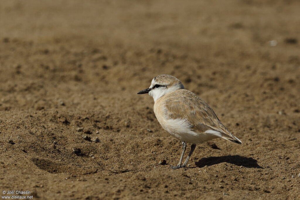 Gravelot à front blanc, identification