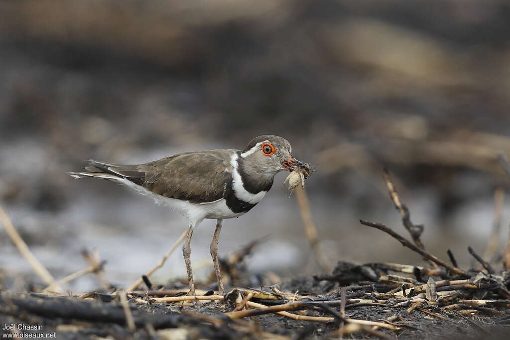 Forbes's Ploveradult, feeding habits, eats