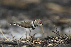 Forbes's Plover