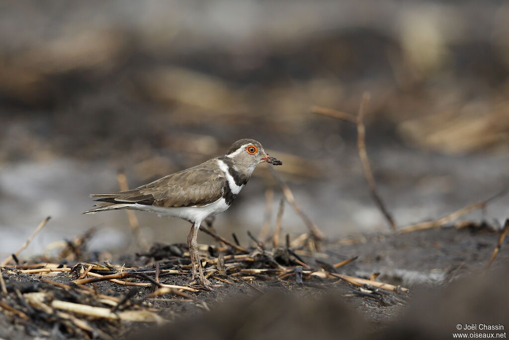 Forbes's Plover, identification