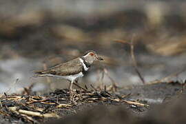 Forbes's Plover