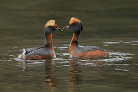 Horned Grebe