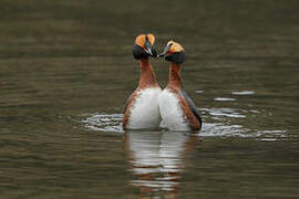 Horned Grebe