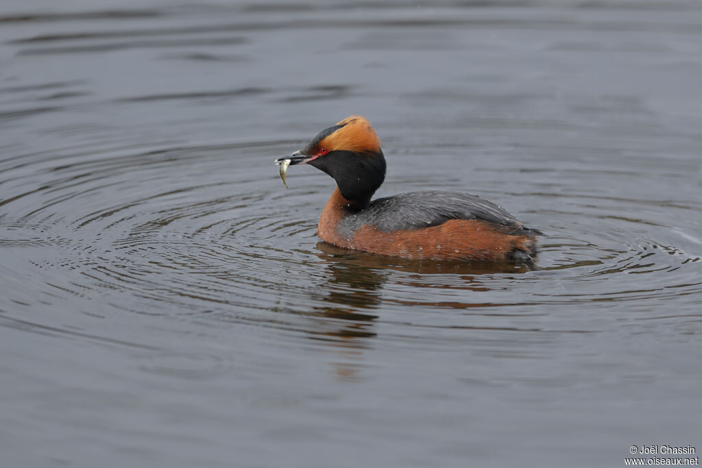 Horned Grebe