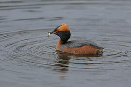 Horned Grebe