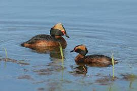 Horned Grebe