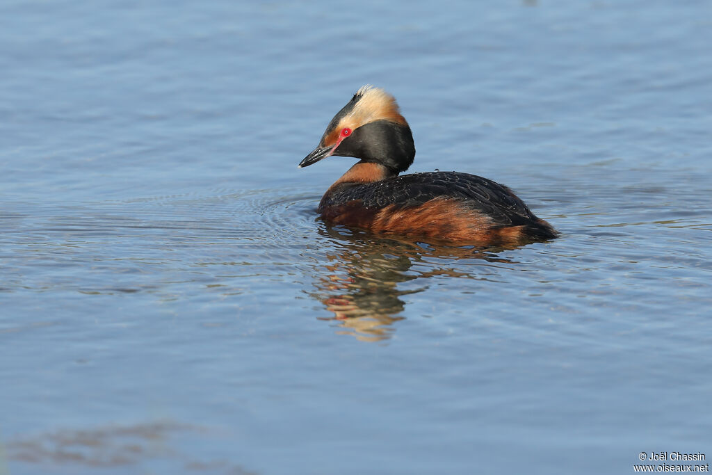 Horned Grebe