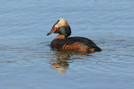 Horned Grebe