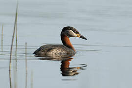 Red-necked Grebe