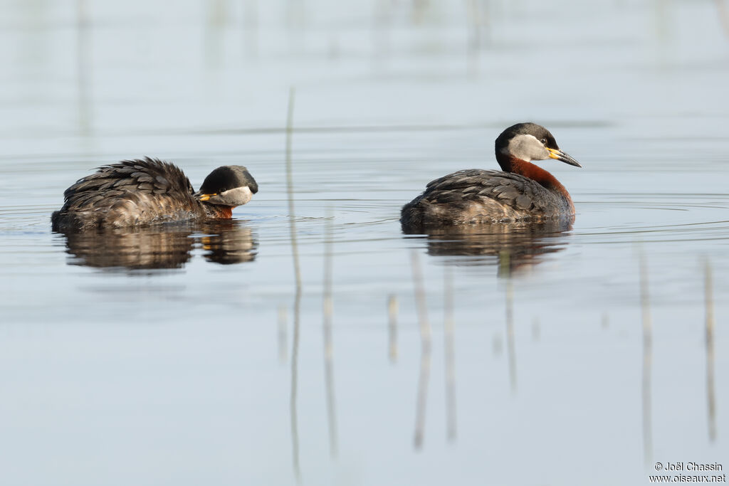 Red-necked Grebeadult