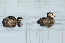 Red-necked Grebe