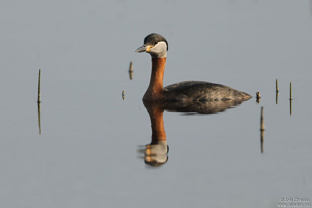 Red-necked Grebe