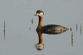 Red-necked Grebe