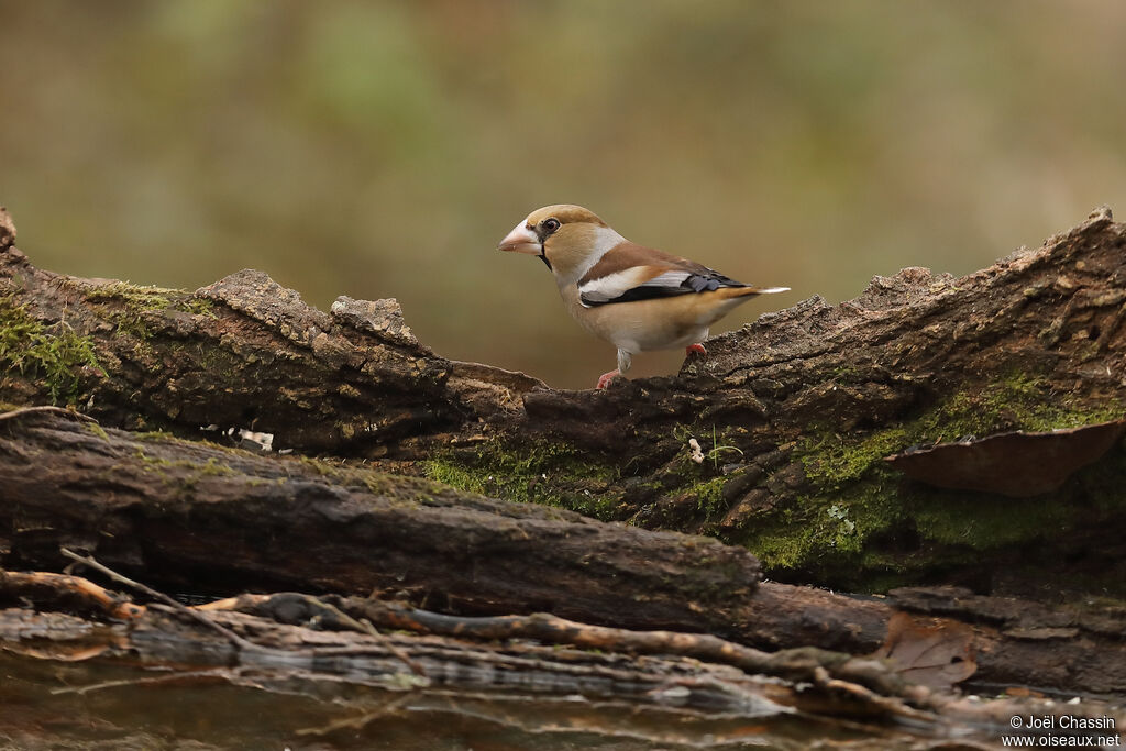 Hawfinch, identification