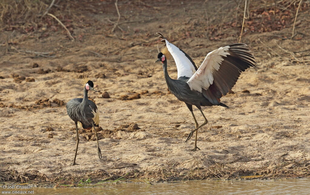 Black Crowned Crane